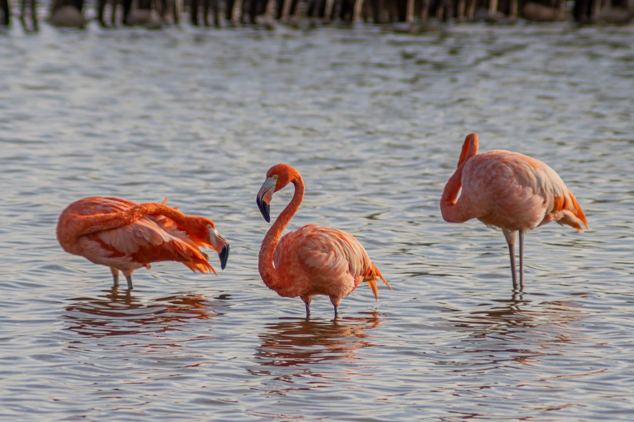 Flamingos