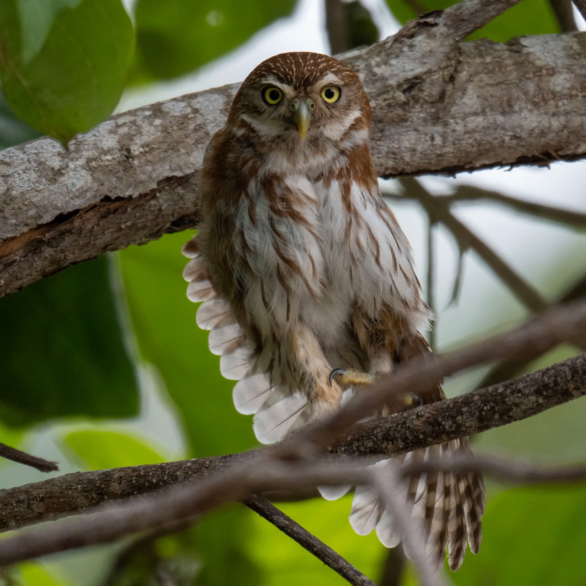 Pygmy owl