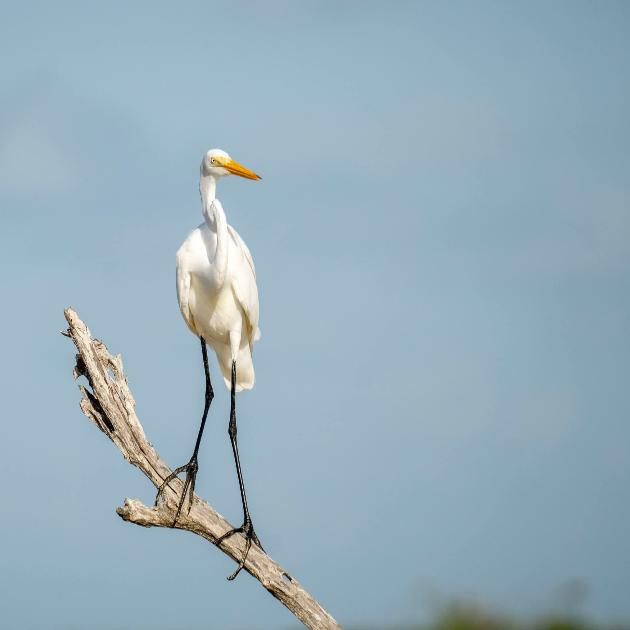 Great egret