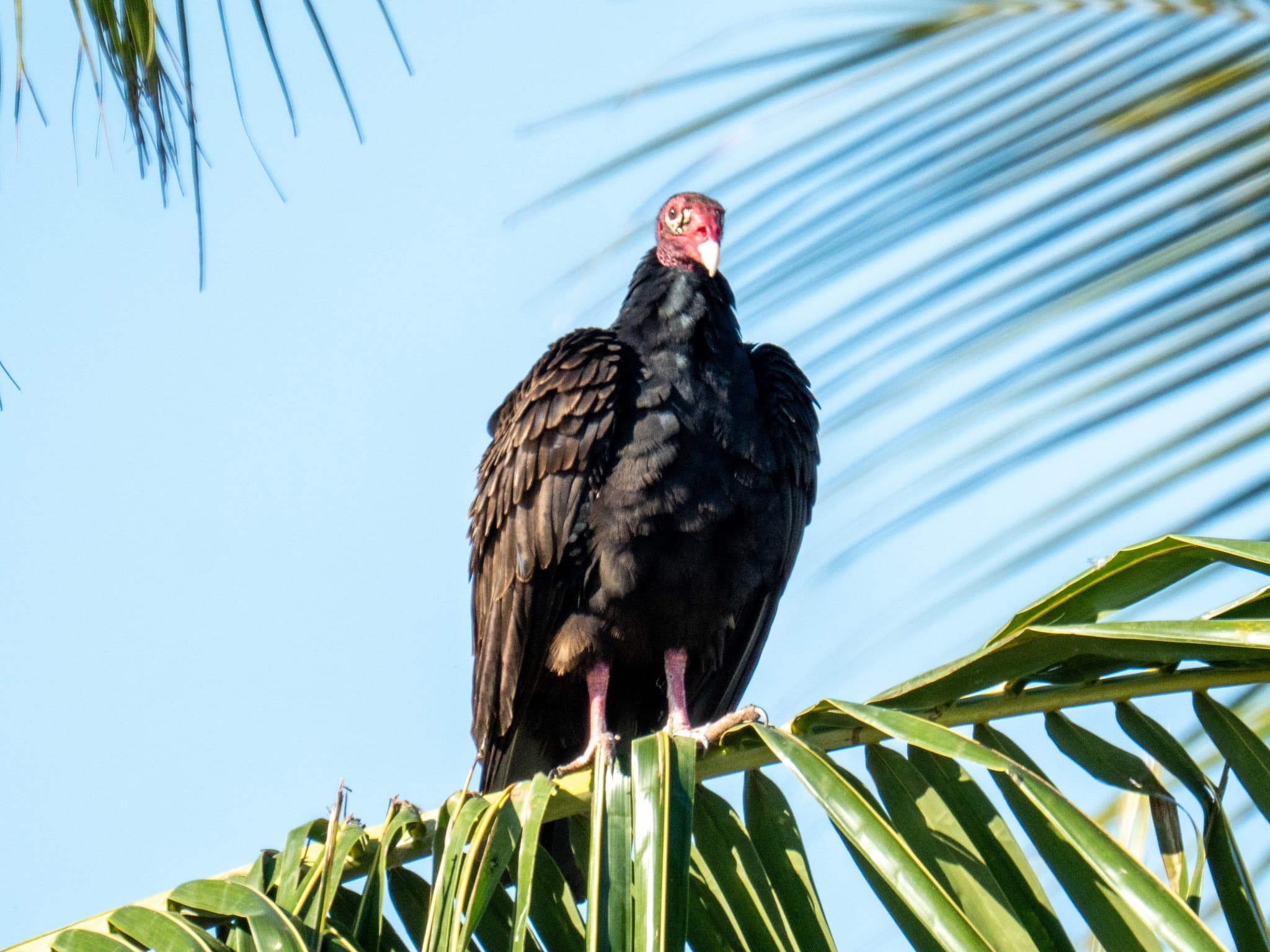 Turkey vulture